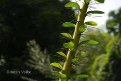 Pereskia grandiflora